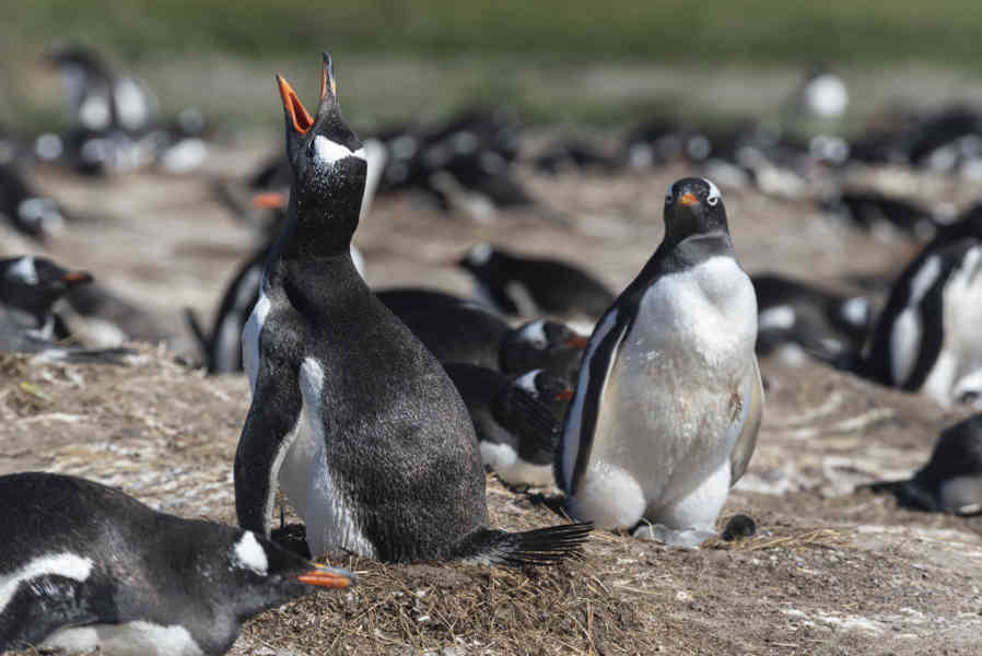 Pingüino Gentoo - islas Falkland o Malvinas 22.jpg